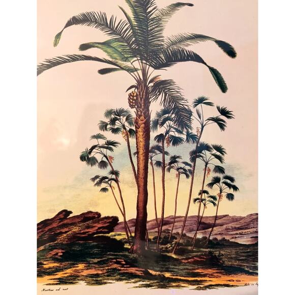 Attalea Compta & Prickly Ita (Mauritia Armata) Palm Trees Collotype Print Poster - Picture 3 of 5